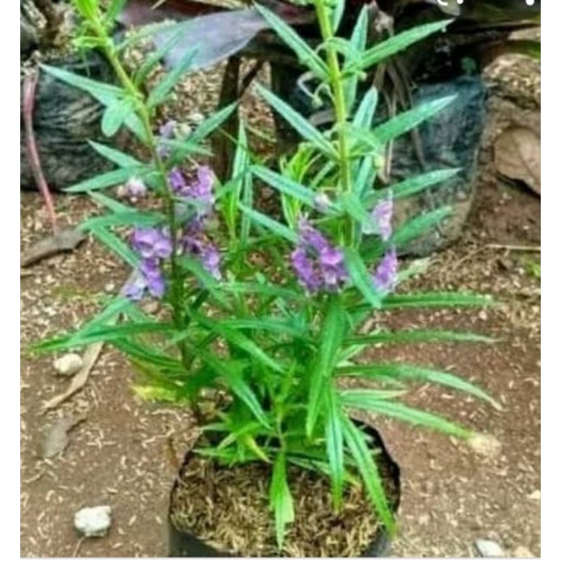 bibit bunga lavender
