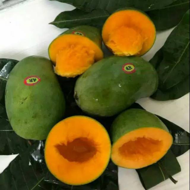 

Bibit mangga alpukat super manis dan lezat