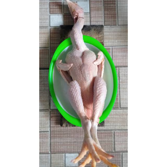 

Ayam Kampung UK 1 kg ( berat hidup)
