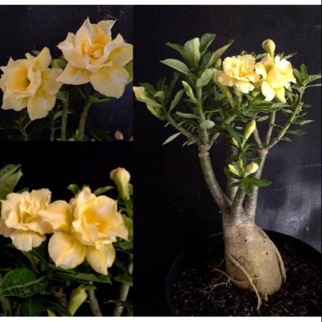 Bibit tanaman  hias  bunga adenium  tanaman  bunga adenium  