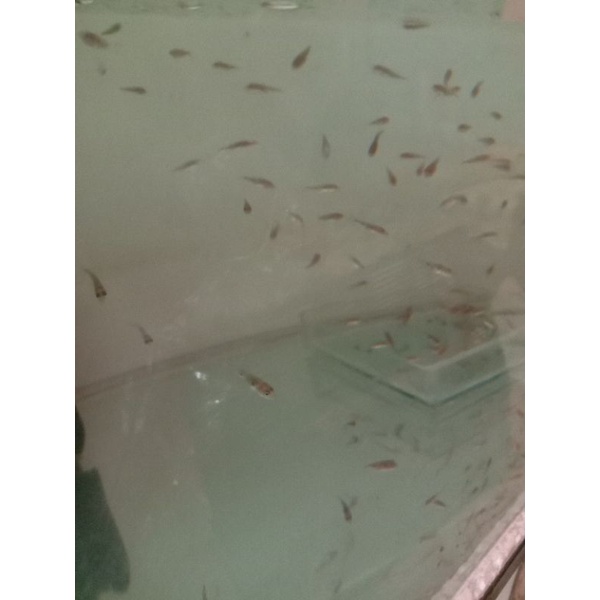 Baby pbass mono 2cm up...