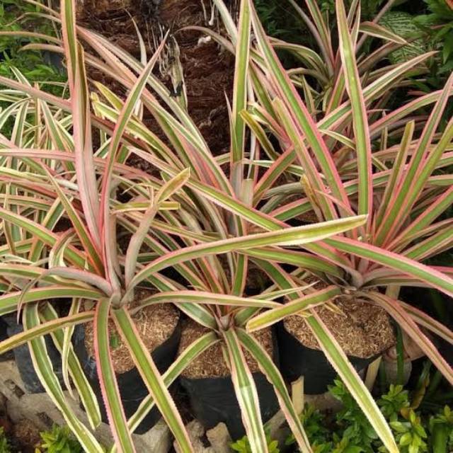 Bibit Tanaman Nanas Merah