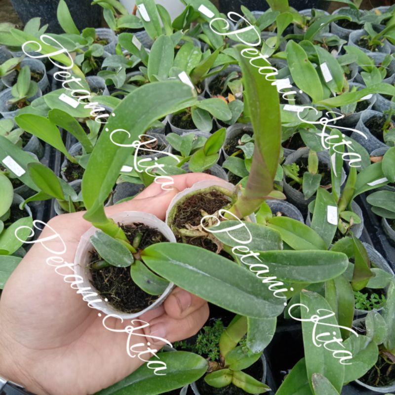 Seedling anggrek cattleya hybrid bunga besar