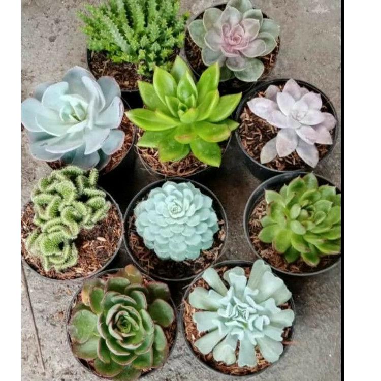 (uqho -271) Tanaman Sukulen Jumbo 10 pcs Bunga Hias Hidup kaktus sekulen Besar skulen big random 949