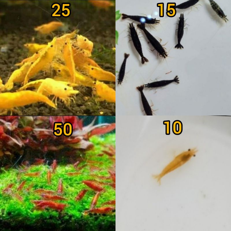 udang hias paketan mix aquascape