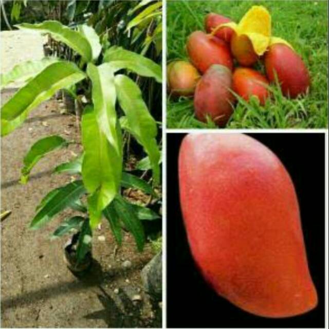 Bibit mangga yuwen