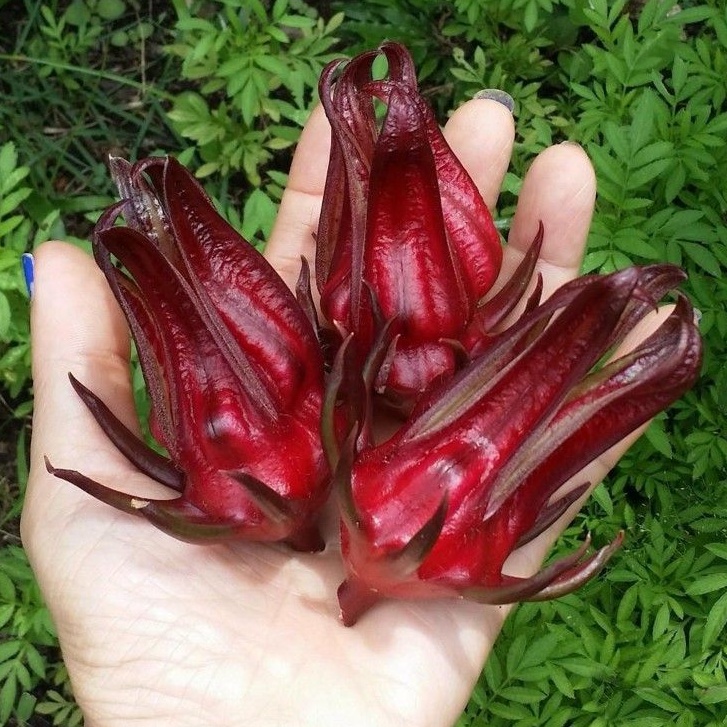 

1kg Bunga Rosella Rosela Merah Segar Basah Fresh 1 kg