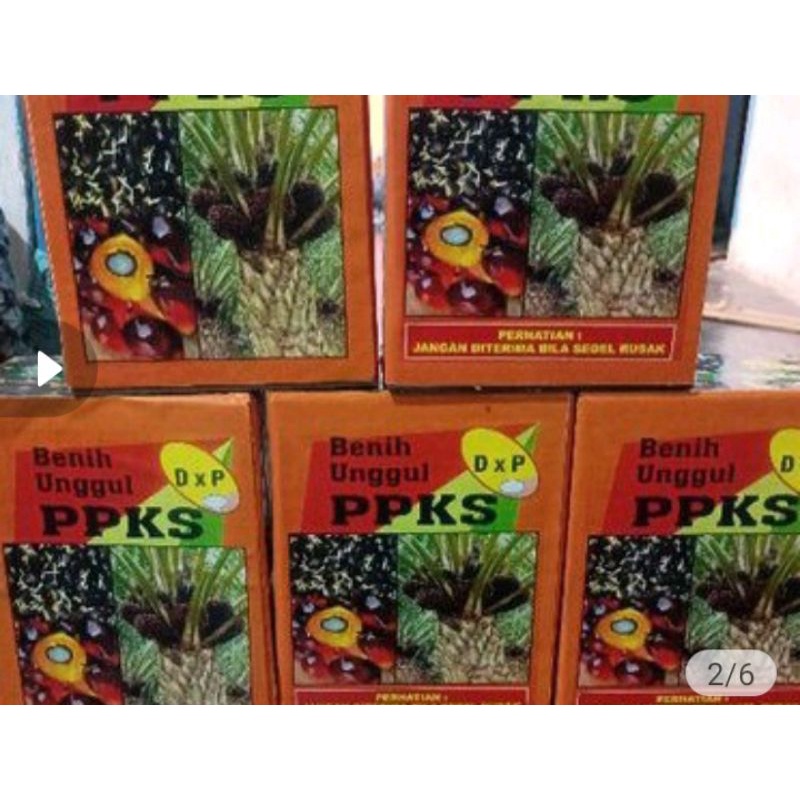 bibit kelapa sawit murah