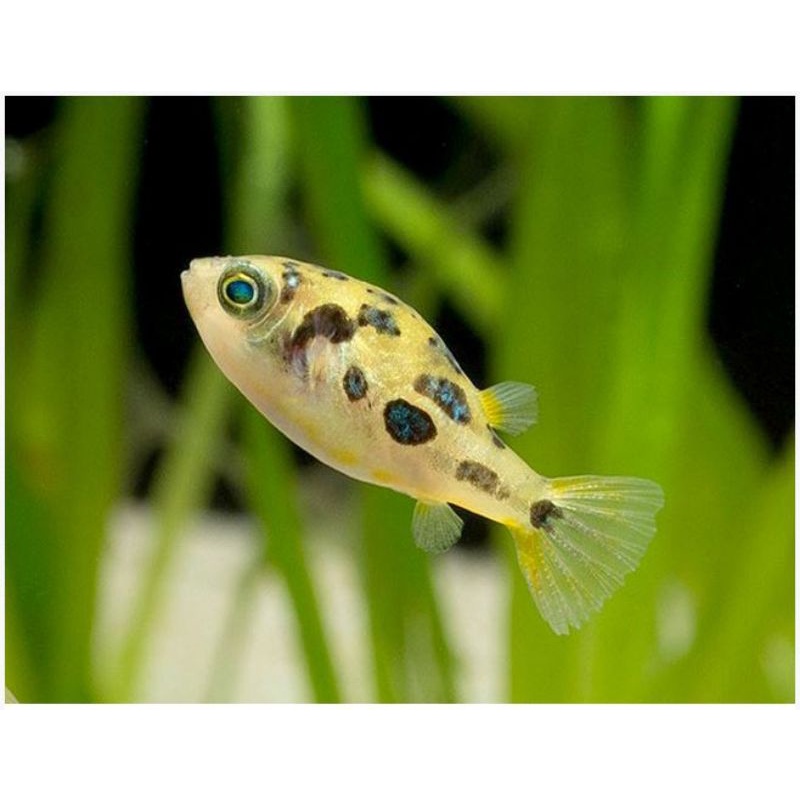 Puffer Mini Dwarf Ikan Buntal