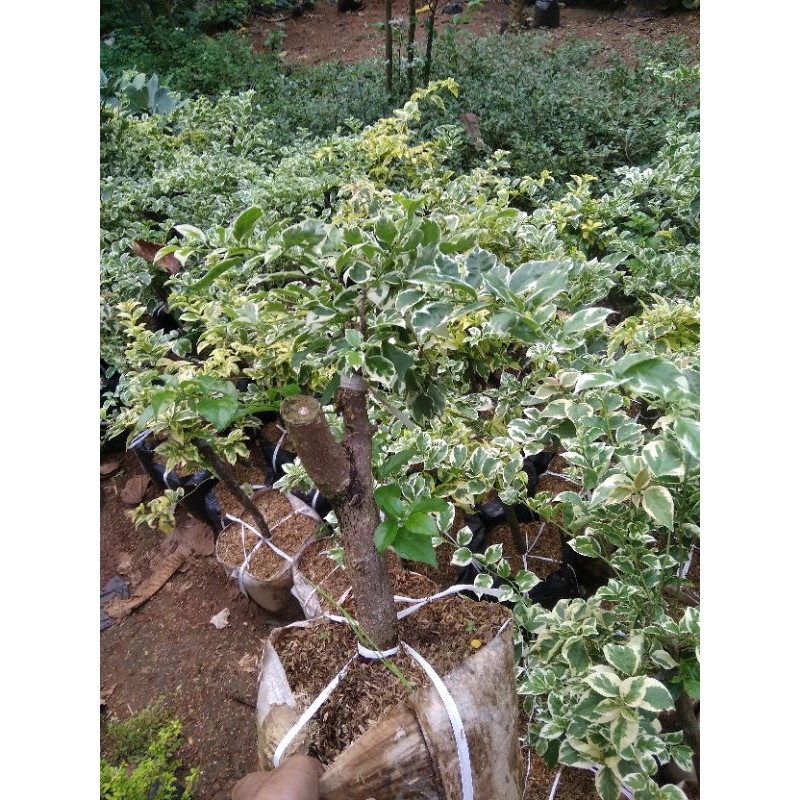 pohon Bougenville varigata 2 warna