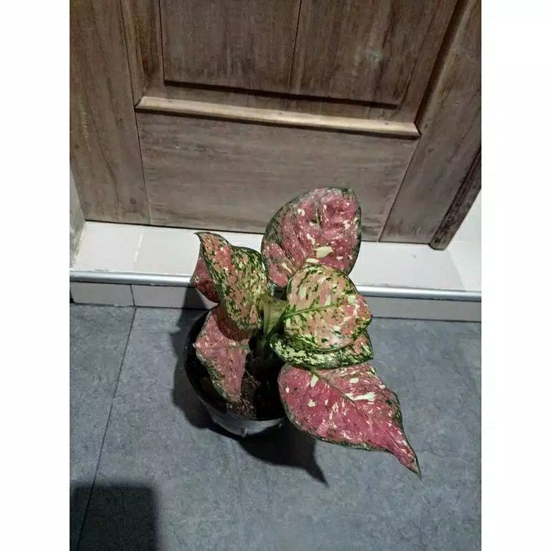 

bonggol aglonema tericaler bonggol aglonema