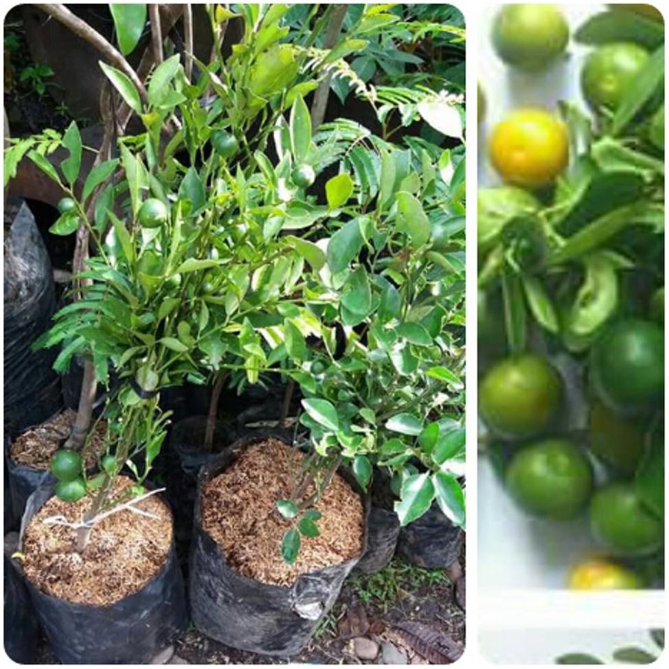 *_* BIBIT JERUK KUNCI AN+