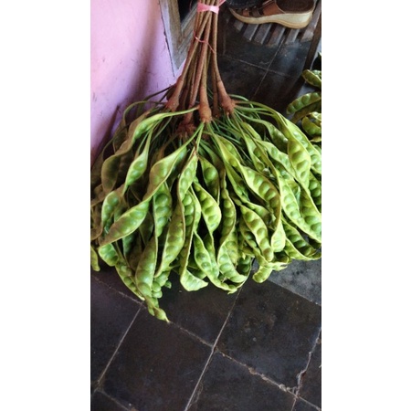 

buah pete petai segar langsung dari pohon langsung petik sendiri harga 1lonjor