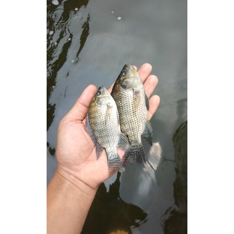 BIBIT/BENIH IKAN MUJAIR HITAM/NIRWANA 3/BLACK SULTAN (GARANSI KEMATIAN).