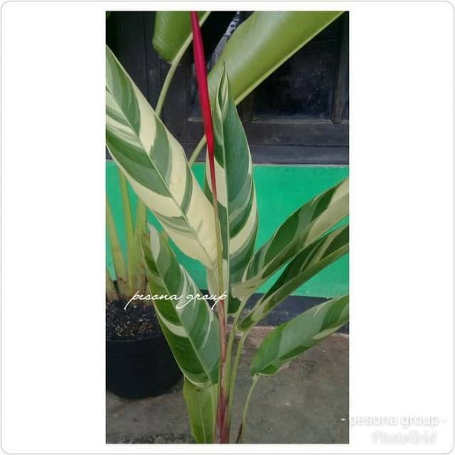 Tanaman heliconia varigata,pisang heliconia variegata