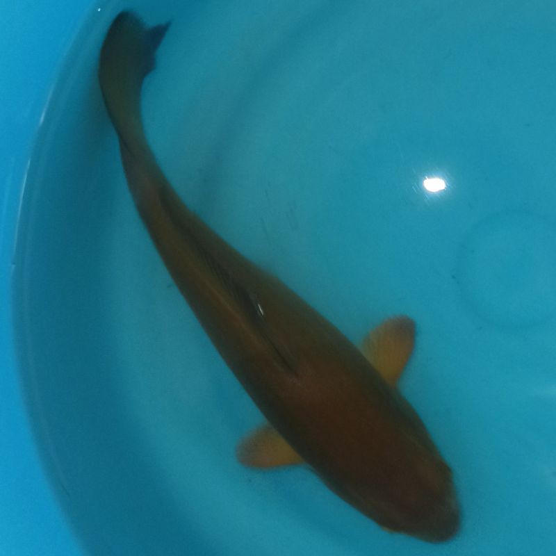 Ikan Koi Chagoi Tembaga Penjinak Kolam Asli Blitar Bergaransi