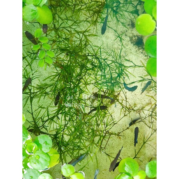 Tanaman aquascape ganggang air/bambu air aquatic plant
