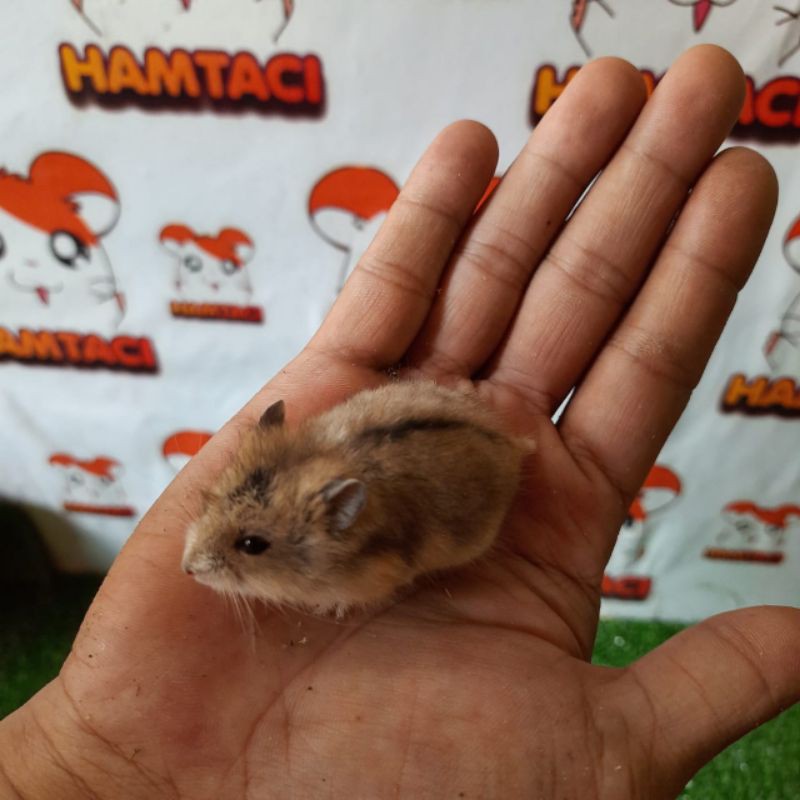 HAMSTER CAMPBLE POLOS/DOMINAN/PANDA/INDUKAN BY HAMTACI FARM