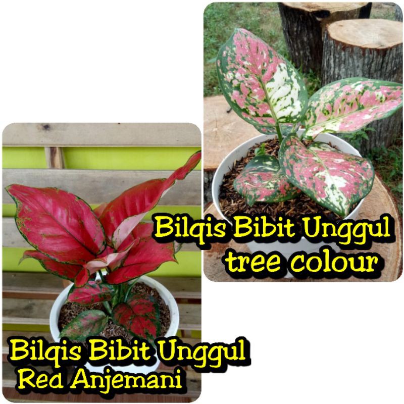 paket 2 bunga aglonema red anjamani/anjemani-tree color/tre colour/three colour/tricolour/tri colour