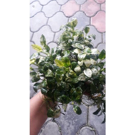 Anubias Pinto Giant (Daun Besar) MP/Indukan