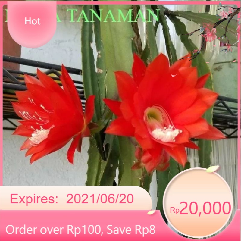 Tanaman hias wijaya kusuma bunga merah - bibit wijaya kusuma merah