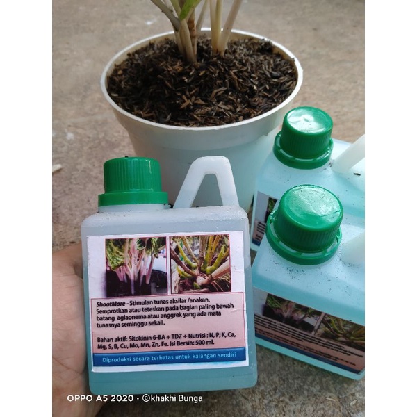 pupuk perangsang tunas anak