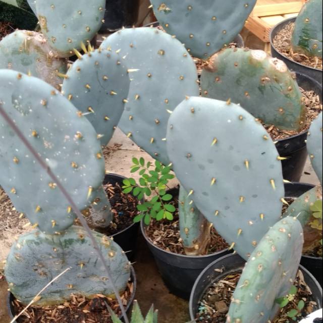 Kaktus opuntia blue