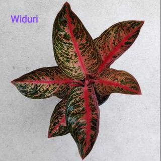Aglonema WULANDARI Shopee Indonesia Aglonema WULANDARI Shopee Indonesia