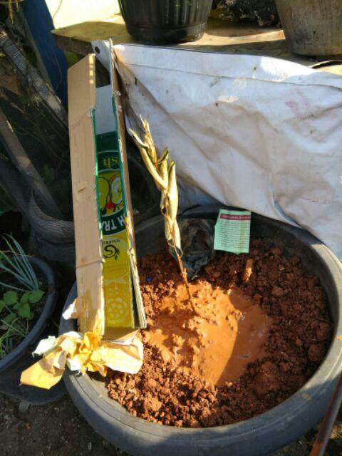 Ready Tanaman Bibit Buah Durian Montong / Duren Monthong