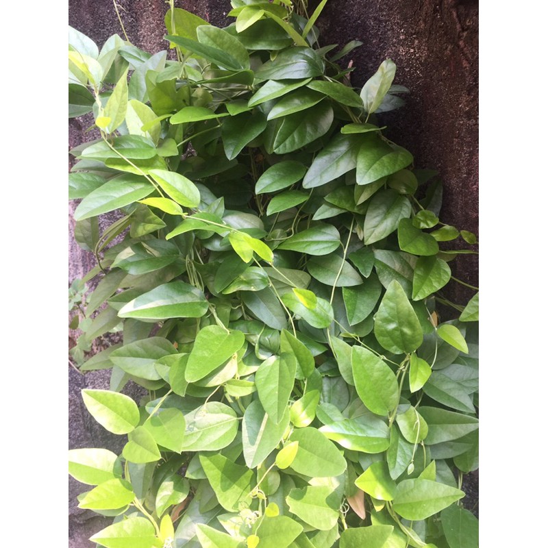 

daun cincau hijau 100gr