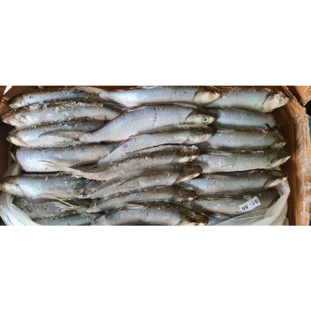

Ikan Bandeng Frozen