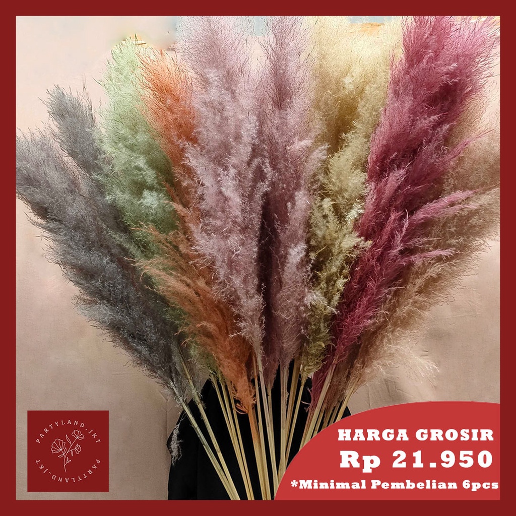 Dried Marshmello Candy Jumbo Color Pampas Bunga Kering Asli Import Dekorasi Hias