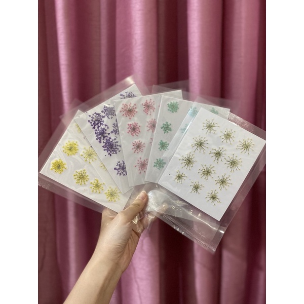 READY STOCK! 12pcs Bunga Ammi Majus Kering Jumbo/Pressed Daisy Flower Natural Dried Flowers untuk DIY Art Floral Decors