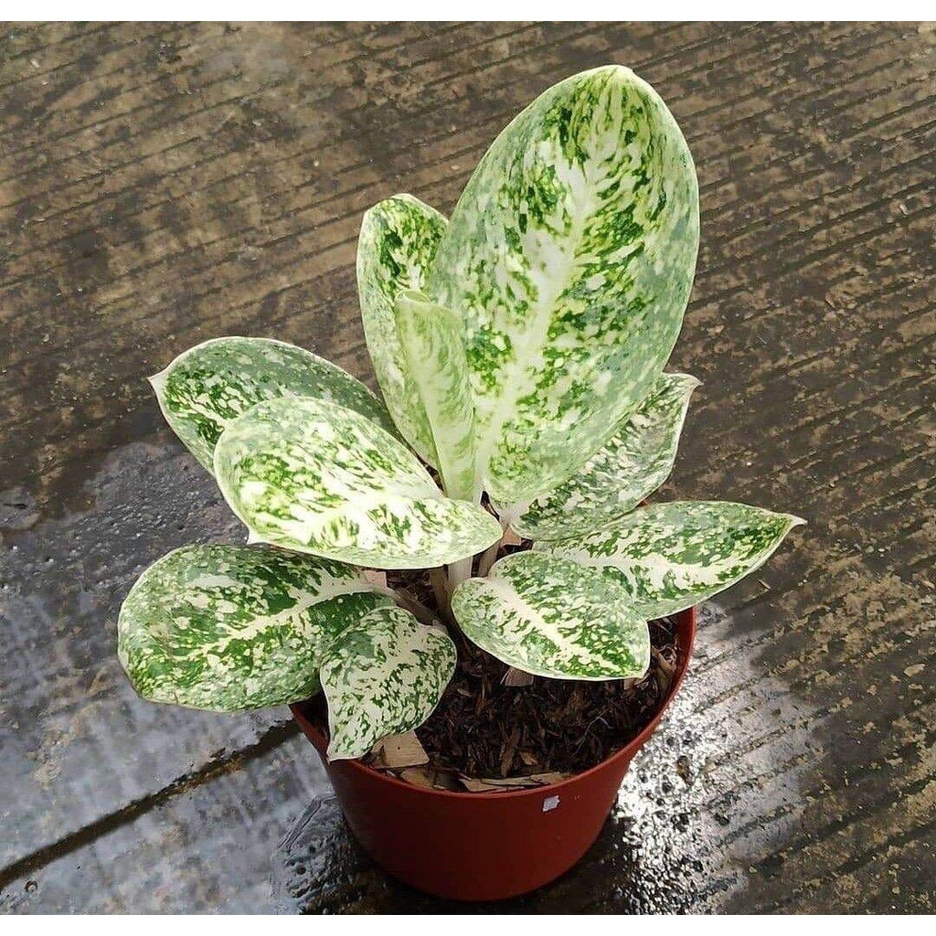 bibit bonggol Aglonema milky way mewah / Aglonema murah