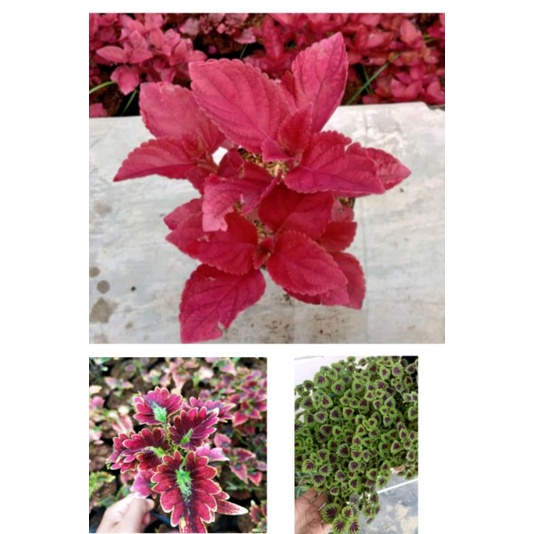 paket hemat 3 tanmana hias miyana.. miyana merah, miyana ekor naga dan miyana mini