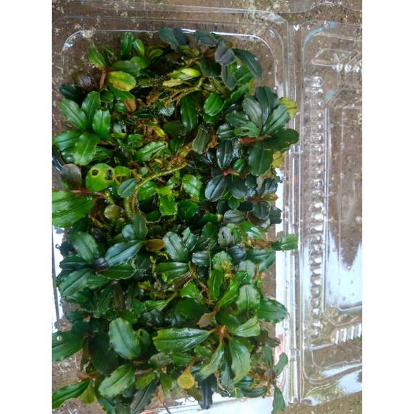 bucephalandra mini medium