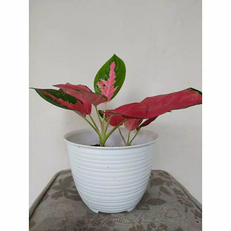 Pot Tawon Putih Diameter 21cm Ori Bjp