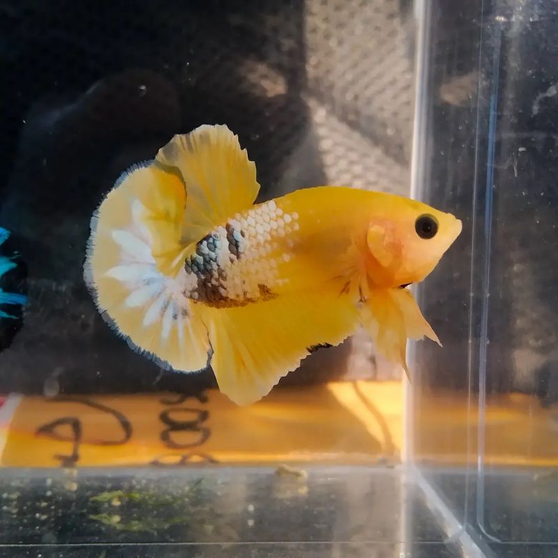 Male Yellow FCCP SESUAI FOTO Kaudal Banding Cocok Buat Indukan