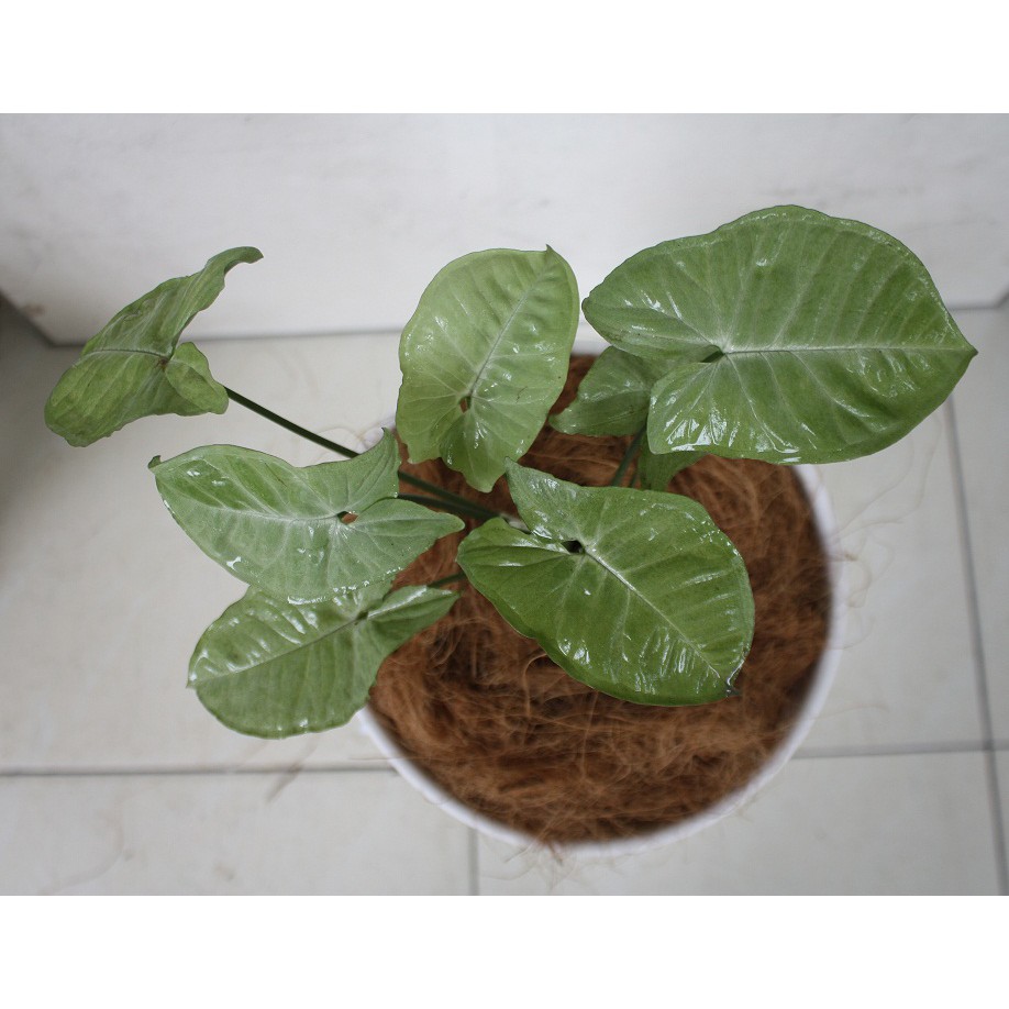 Tanaman Hias Indoor Keladi Caladium Syngonium Podophyllum White Butterfly Murah Shopee Indonesia