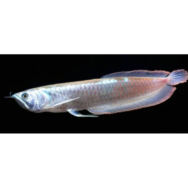 Ikan Arwana Silver Red Brazil 20CM UP (COD)