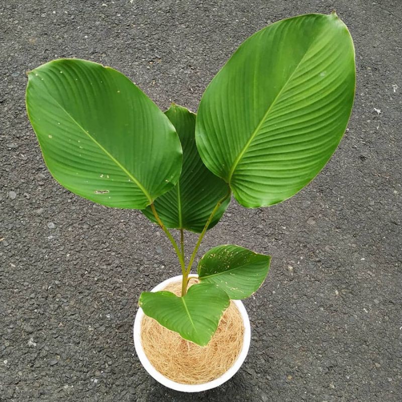 pisang calathea - tanaman hias pisang calathea