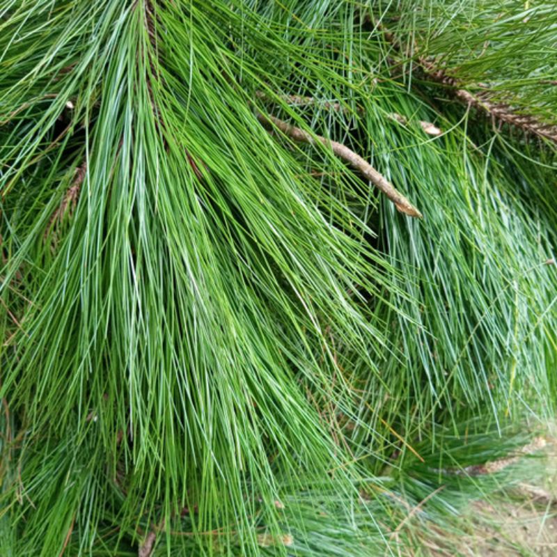 

Daun Pinus 1kg Daun Pinus Segar Pinus Hutan Asli