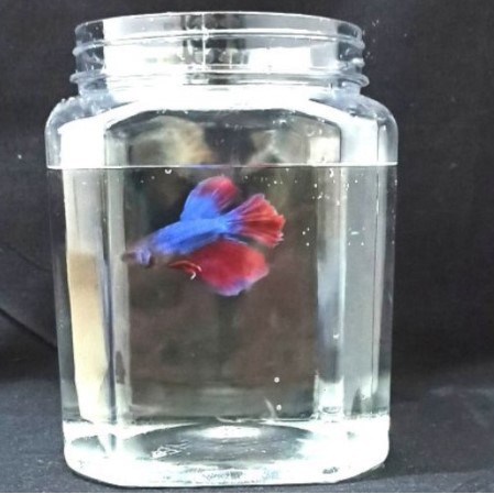 TOPLES PLASTIK KOTAK 1 LITER TOPLES IKAN CUPANG