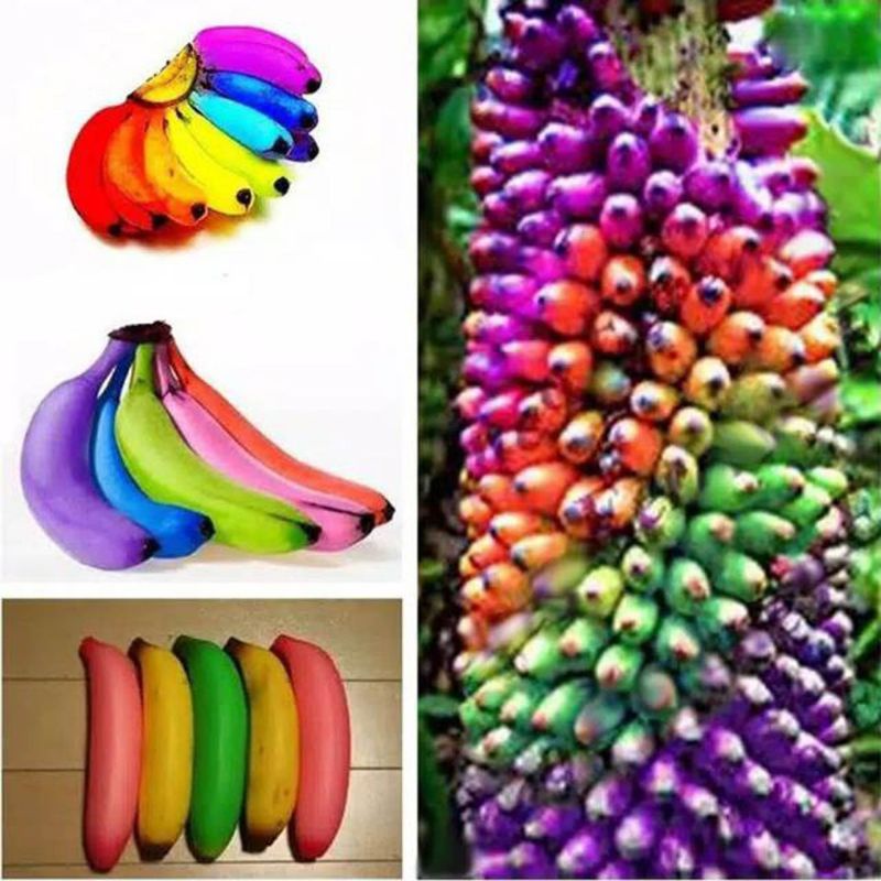 5 Biji Benih Bibit Bunga Langka Petunia Colorful Termurah Mudah Hidup Warna Menarik Mudah Hidup-Pisang Pelangi