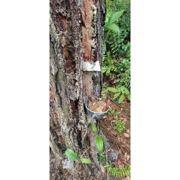 getah pinus dan rotan