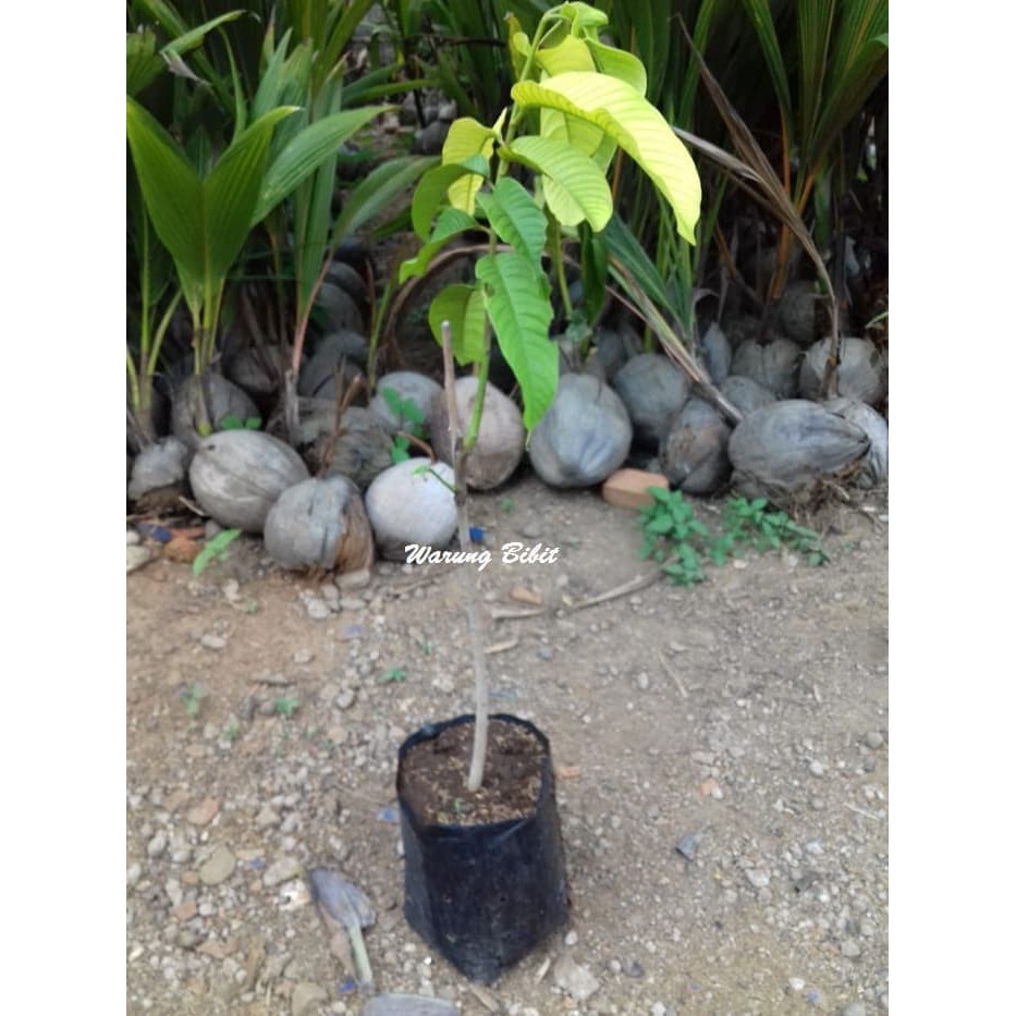 bibit buah biriba - bibit srikaya nanas - bibit sirkaya nanas