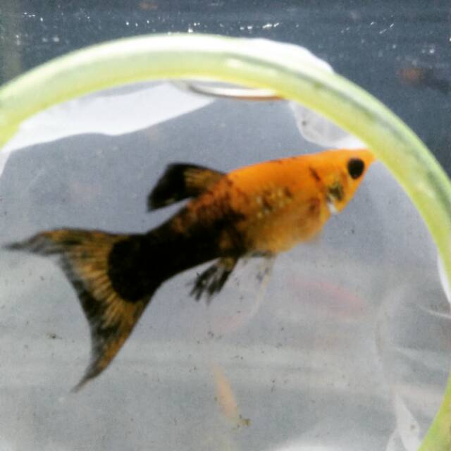 

Ikan hias golden moly / molly golden