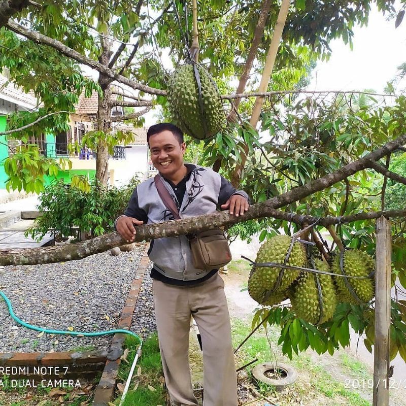 Bibit Durian bawor superunggul