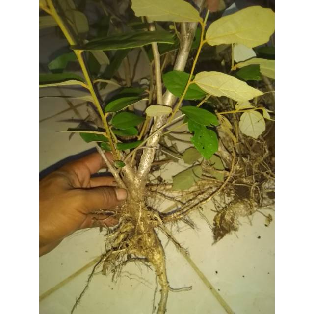 Bahan bonsai walikukun super/berkarakter