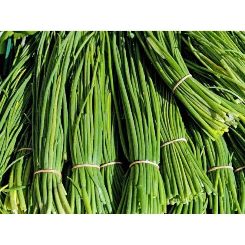 

DAUN KUCAI/ikat